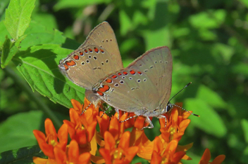 Coral Hairstreak
mating behavior